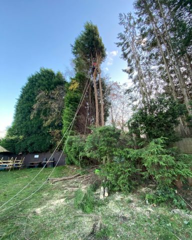 Conifer Removal for a local Pub